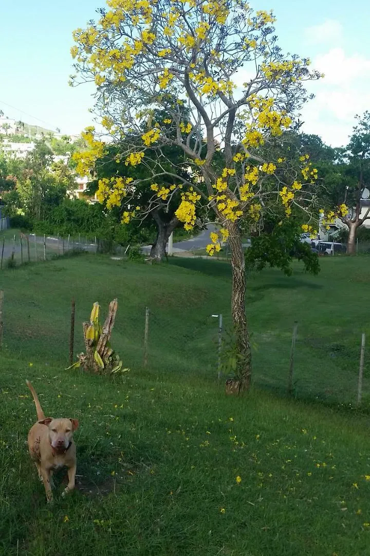 Casa Del Parque Guesthouse Vieques